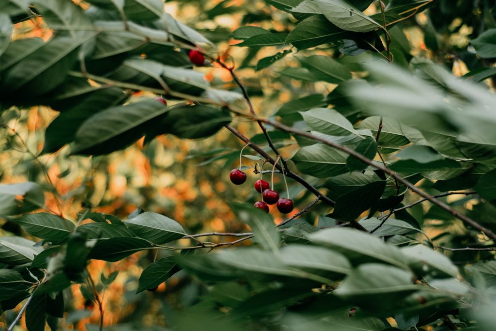 Warum Ihr Kirschbaum keine Früchte trägt Ratgeber Blog