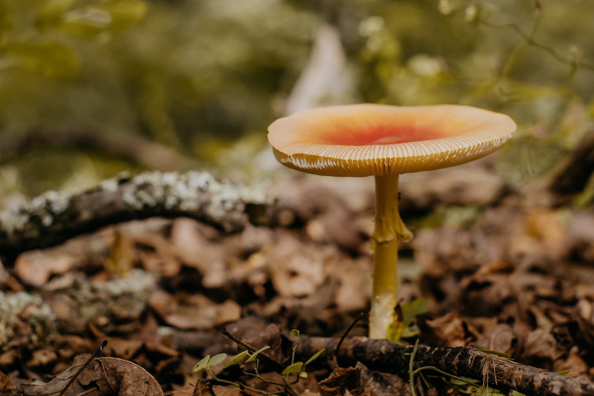 Pilze im Garten Harmlos oder gefährlich? Ratgeber
